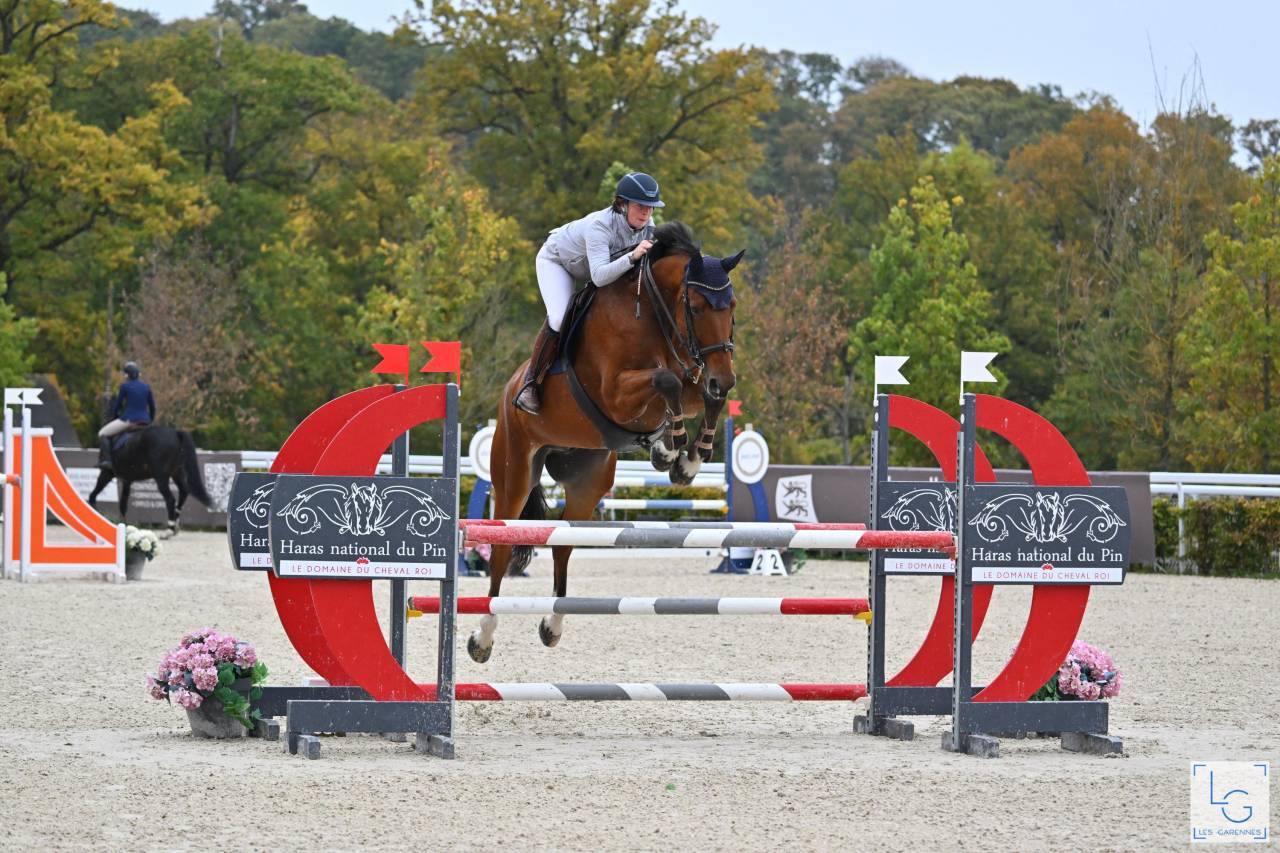 Ruin Selle Français Te koop 2017 Donker bruin / bai ,  AScot des ifs