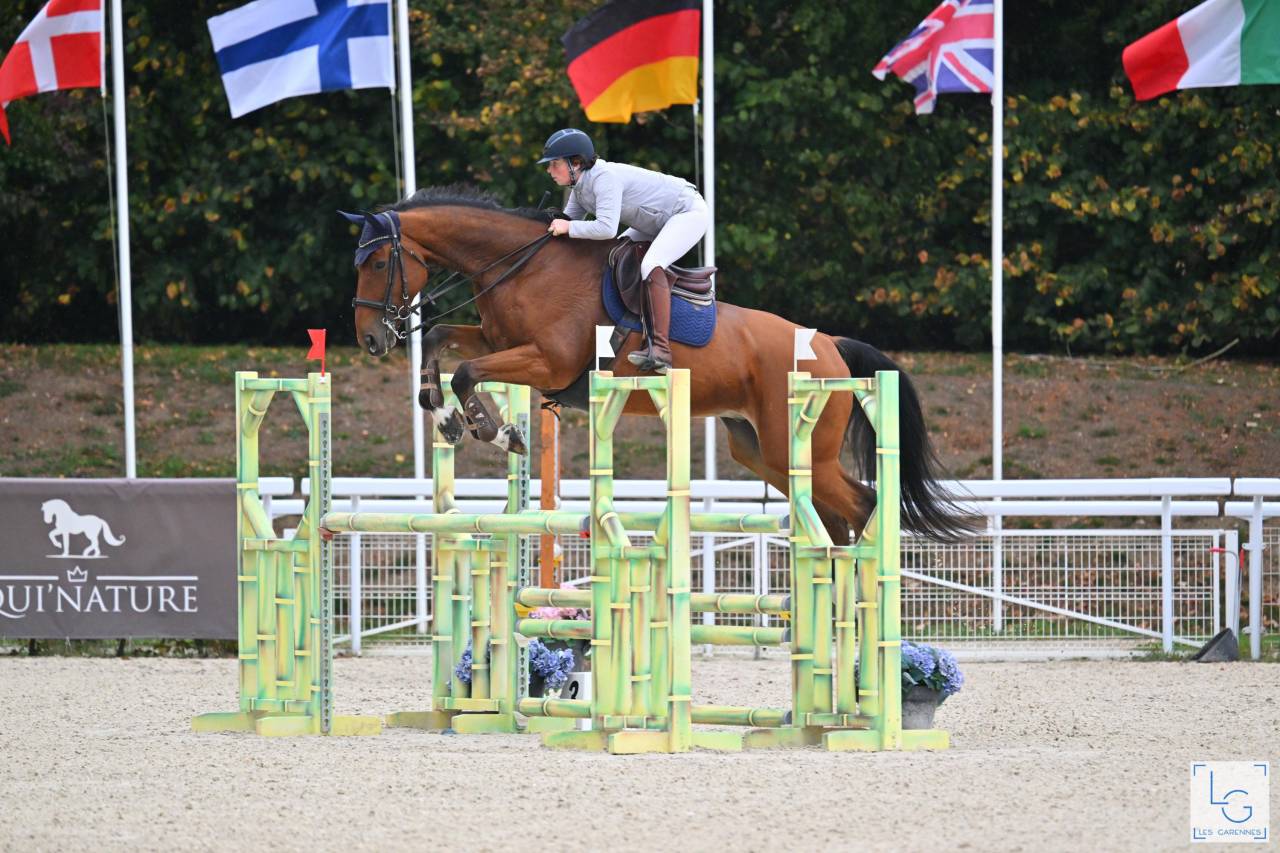 Ruin Selle Français Te koop 2017 Donker bruin / bai ,  AScot des ifs