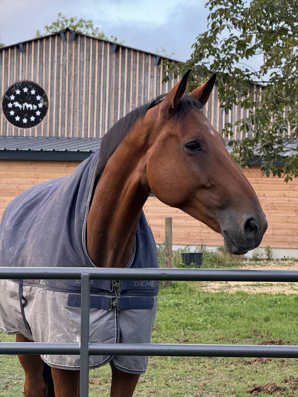 Ruin Selle Français Te koop 2017 Donker bruin / bai ,  AScot des ifs