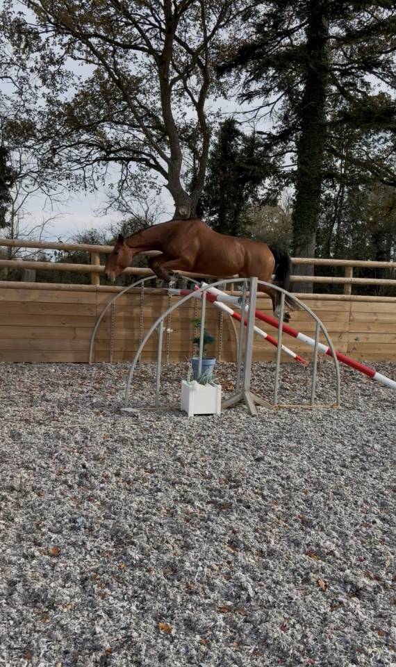 Ruin Selle Français Te koop 2017 Donker bruin / bai ,  AScot des ifs