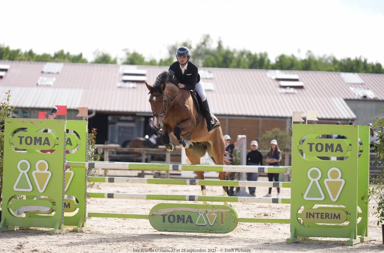 Ruin Selle Français Te koop 2019 Donker bruin / bai ,  BALOU DU ROUET