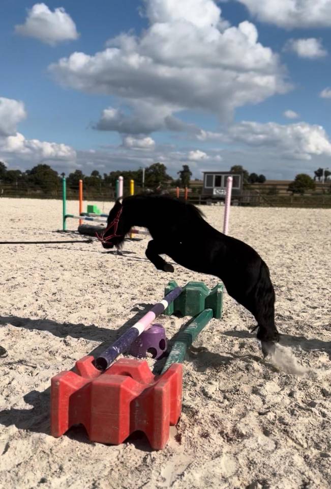 Ruin Shetland Te koop 2023 Zwart