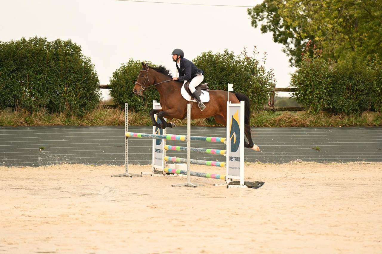 Ruin Selle Français Te koop 2019 Donker bruin / bai