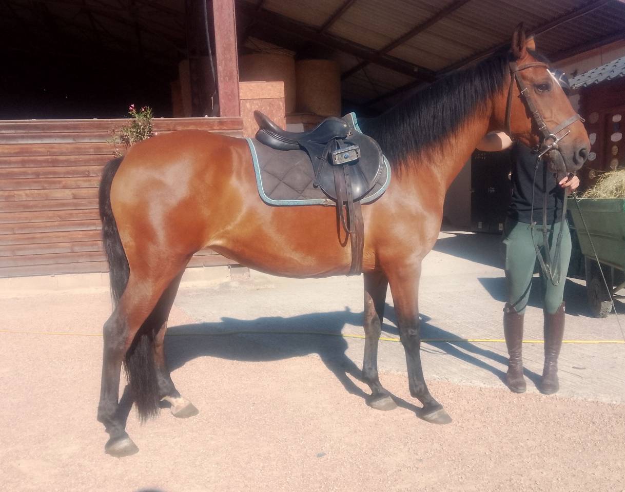 Merrie Ras onbekend Te koop 2020 Donker bruin / bai