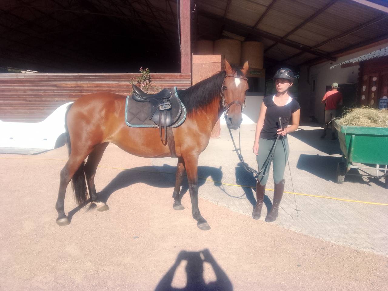 Merrie Ras onbekend Te koop 2020 Donker bruin / bai