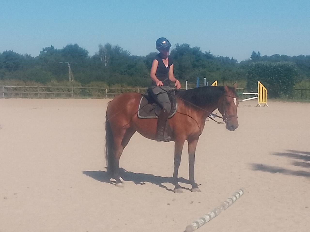 Merrie Ras onbekend Te koop 2020 Donker bruin / bai