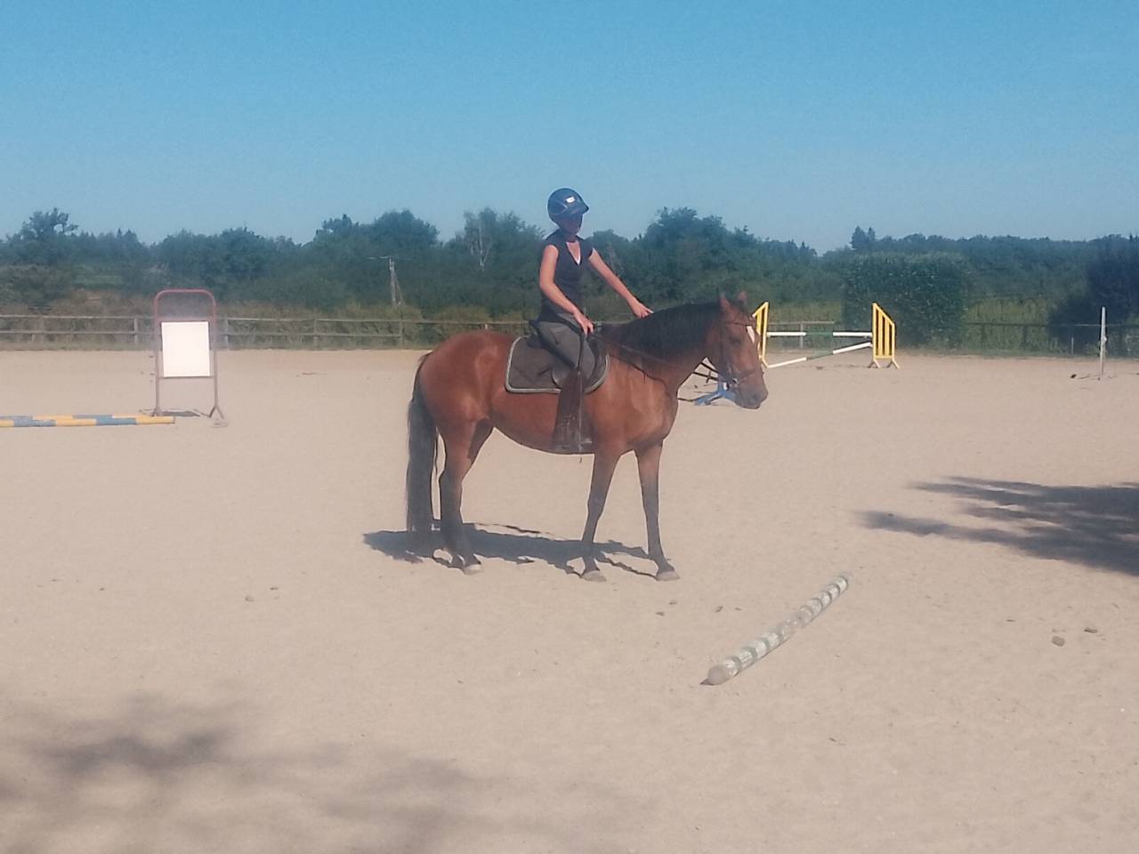 Merrie Ras onbekend Te koop 2020 Donker bruin / bai