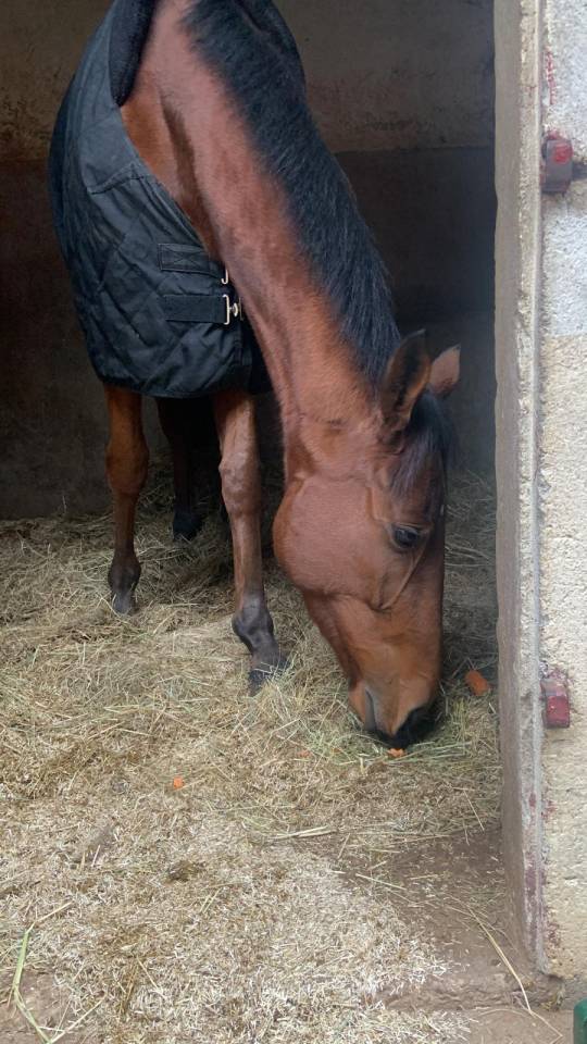 Ruin Volbloed Te koop 2023 Donker bruin / bai