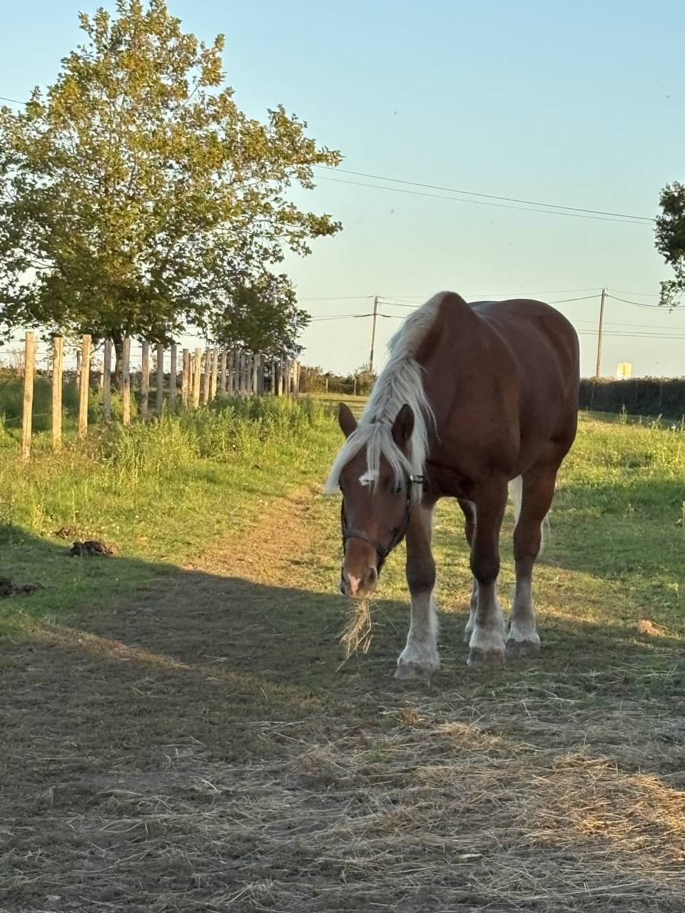 Merrie Comtois Trekpaard Te koop 2019 Vos ,  BIMBO DE LESCHAUD