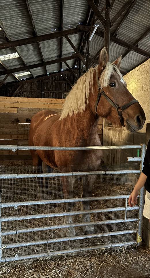 Merrie Comtois Trekpaard Te koop 2019 Vos ,  BIMBO DE LESCHAUD