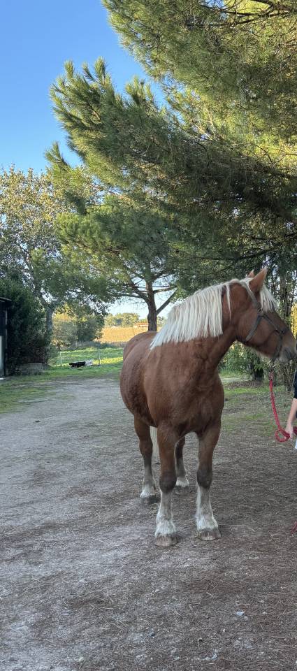Merrie Comtois Trekpaard Te koop 2019 Vos ,  BIMBO DE LESCHAUD