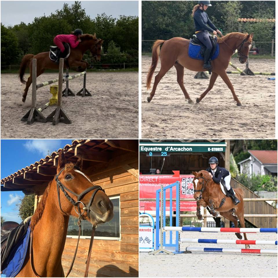 Ruin Bekend ras Te koop 2018 Vos