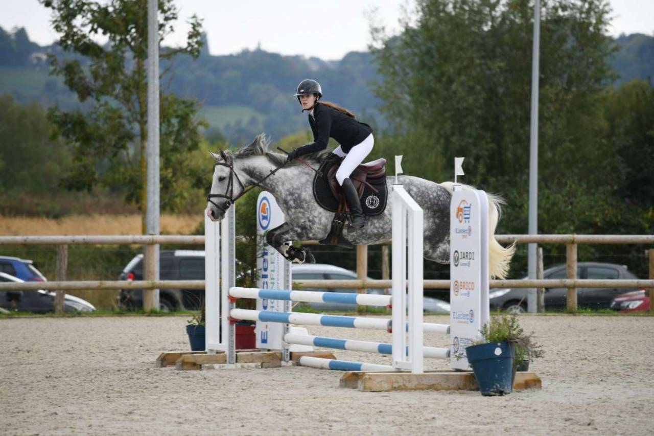 Merrie Volbloed Te koop 2012 Schimmel