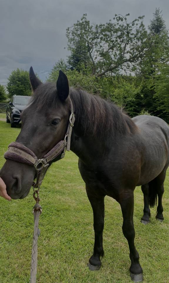 Ruin Ras onbekend Te koop 2023 Bruin / Bai