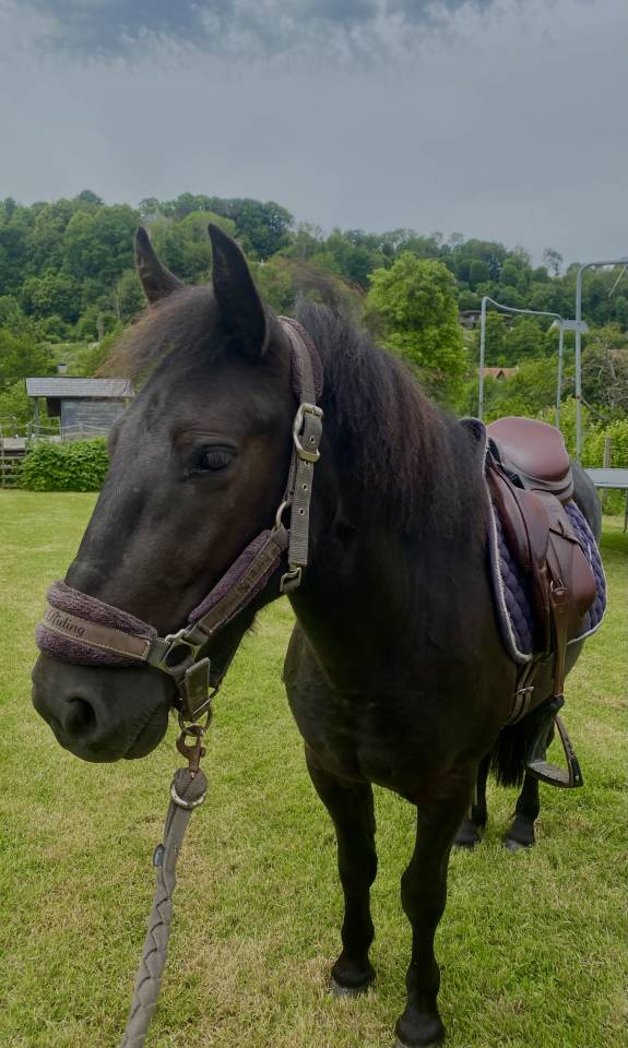Ruin Ras onbekend Te koop 2023 Bruin / Bai