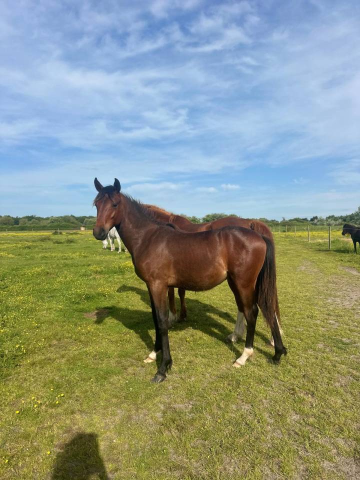 Hengst Bekend ras Te koop 2024 Donker bruin / bai ,  NERZH AR MOR KERSIDAL