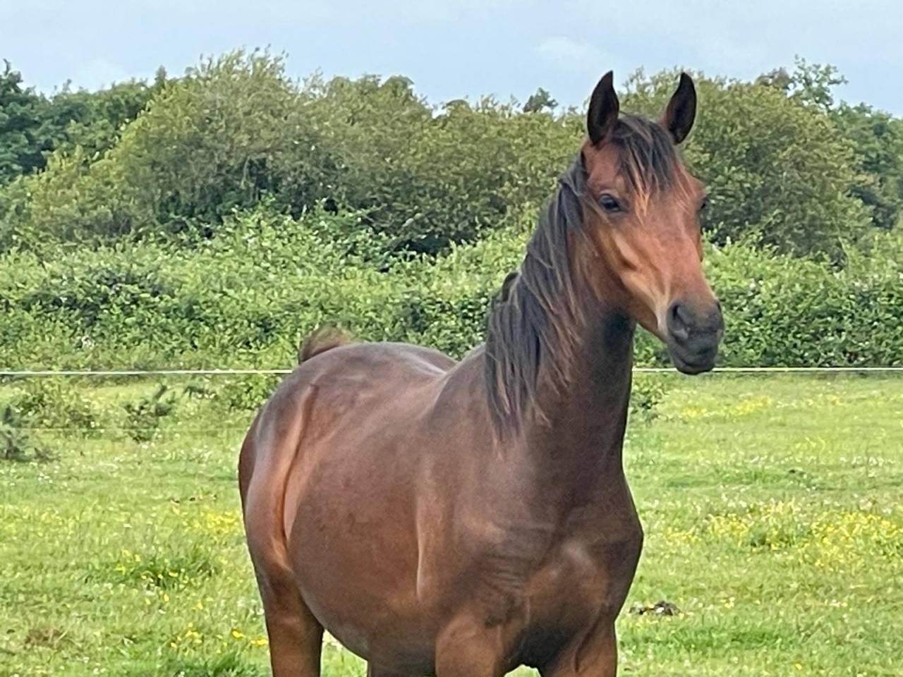 Hengst Bekend ras Te koop 2024 Donker bruin / bai ,  NERZH AR MOR KERSIDAL