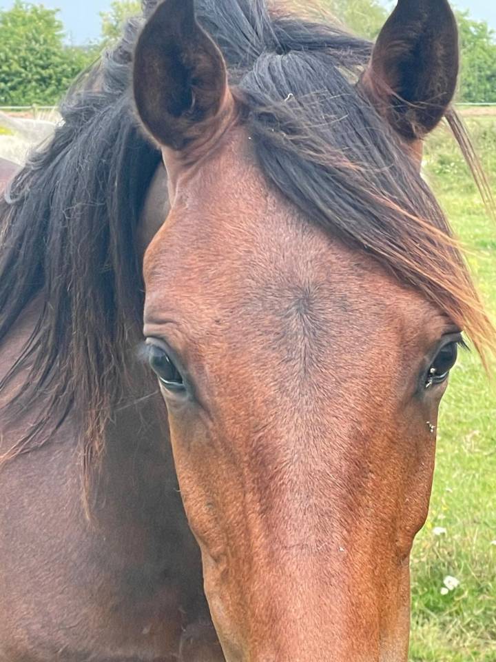 Hengst Bekend ras Te koop 2024 Donker bruin / bai ,  NERZH AR MOR KERSIDAL