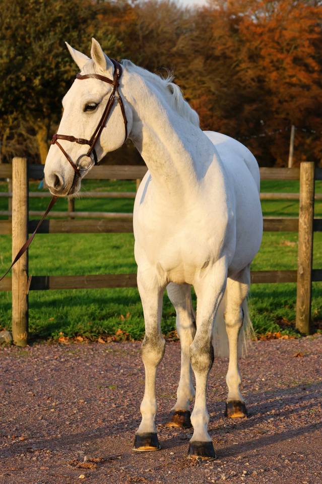 Ruin Bekend ras Te koop 2016 Schimmel ,  Continuum