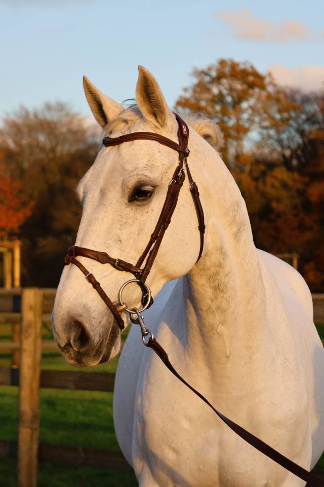 Ruin Bekend ras Te koop 2016 Schimmel ,  Continuum