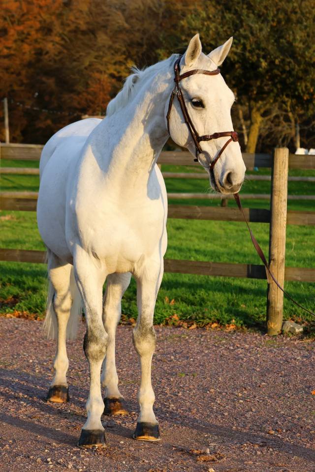 Ruin Bekend ras Te koop 2016 Schimmel ,  Continuum