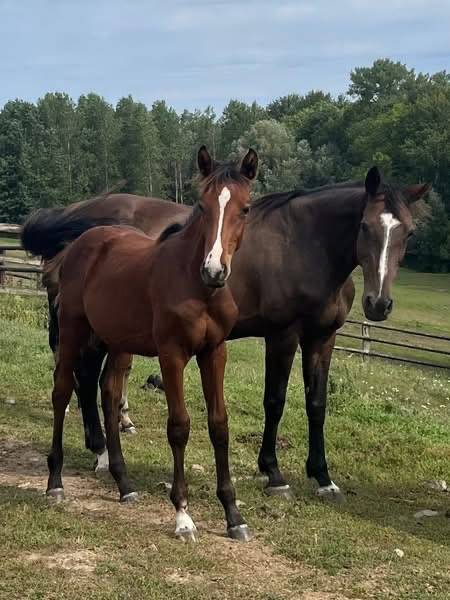 Merrie Selle Français Te koop 2010 Bruin / Bai ,  Nouma d'Auzay