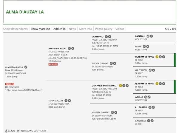 Merrie Selle Français Te koop 2010 Bruin / Bai ,  Nouma d'Auzay