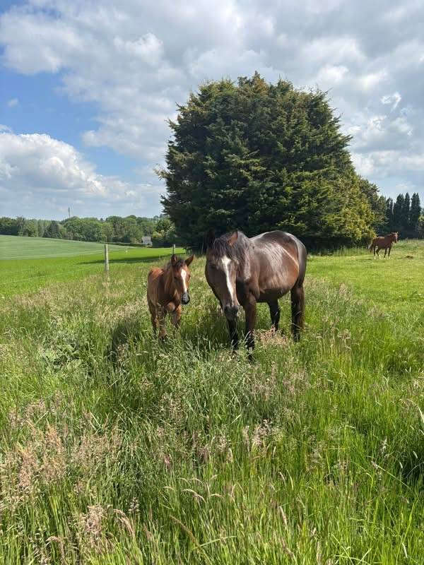 Merrie Selle Français Te koop 2010 Bruin / Bai ,  Nouma d'Auzay