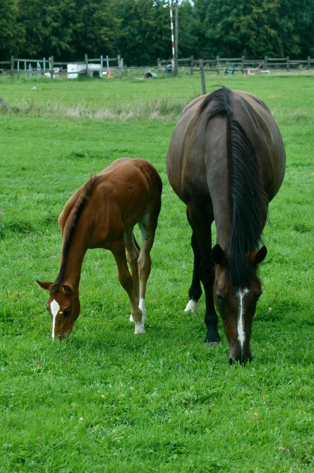Merrie Selle Français Te koop 2010 Bruin / Bai ,  Nouma d'Auzay