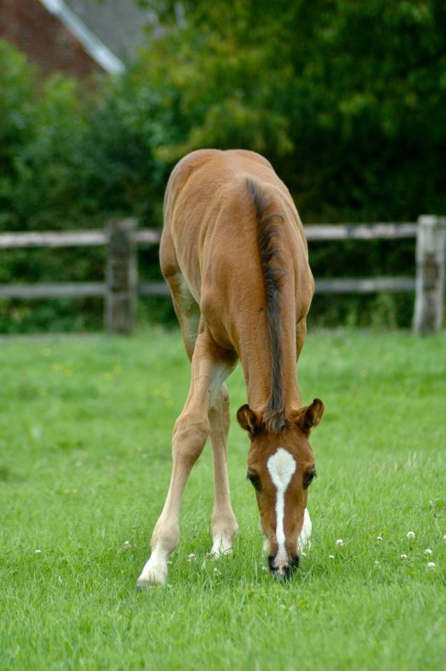Merrie Selle Français Te koop 2010 Bruin / Bai ,  Nouma d'Auzay
