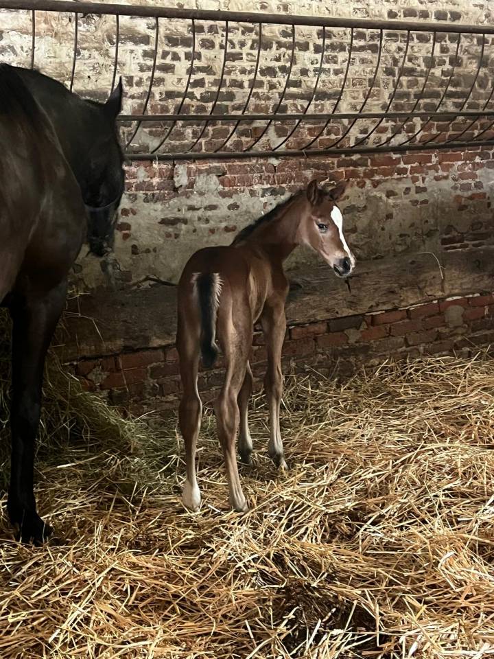 Merrie Selle Français Te koop 2010 Bruin / Bai ,  Nouma d'Auzay