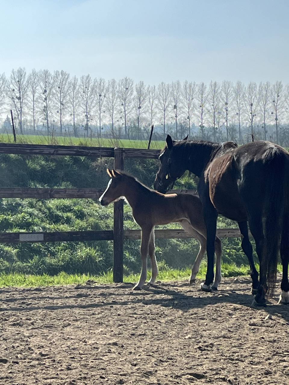 Merrie Selle Français Te koop 2010 Bruin / Bai ,  Nouma d'Auzay