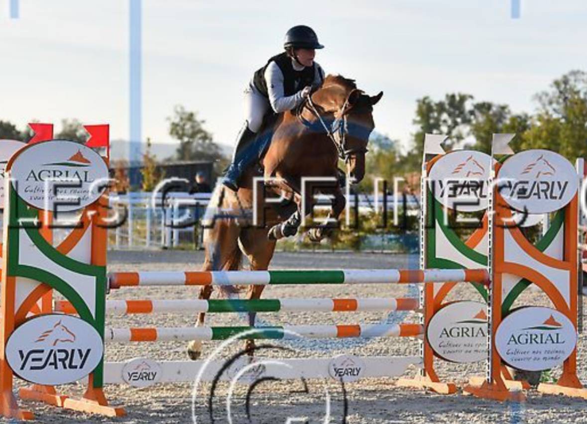 Merrie Anglo-Arabier Te koop 2020 Vos ,  Cyrano C