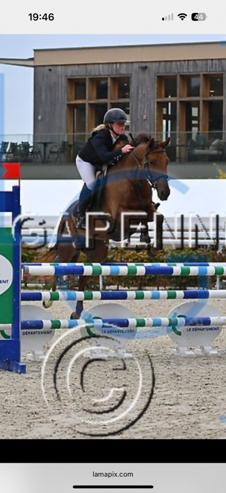 Merrie Anglo-Arabier Te koop 2020 Vos ,  Cyrano C