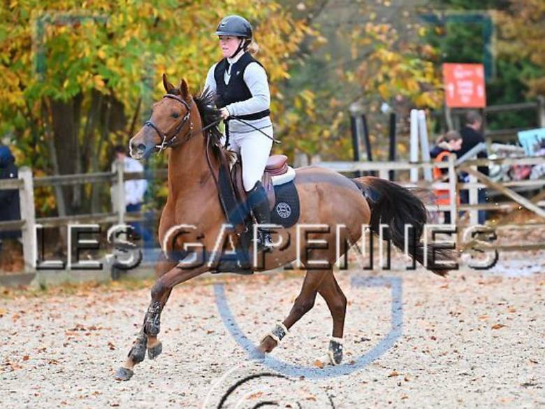 Merrie Anglo-Arabier Te koop 2020 Vos ,  Cyrano C