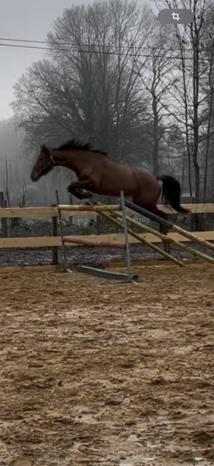 Merrie Anglo-Arabier Te koop 2020 Vos ,  Cyrano C