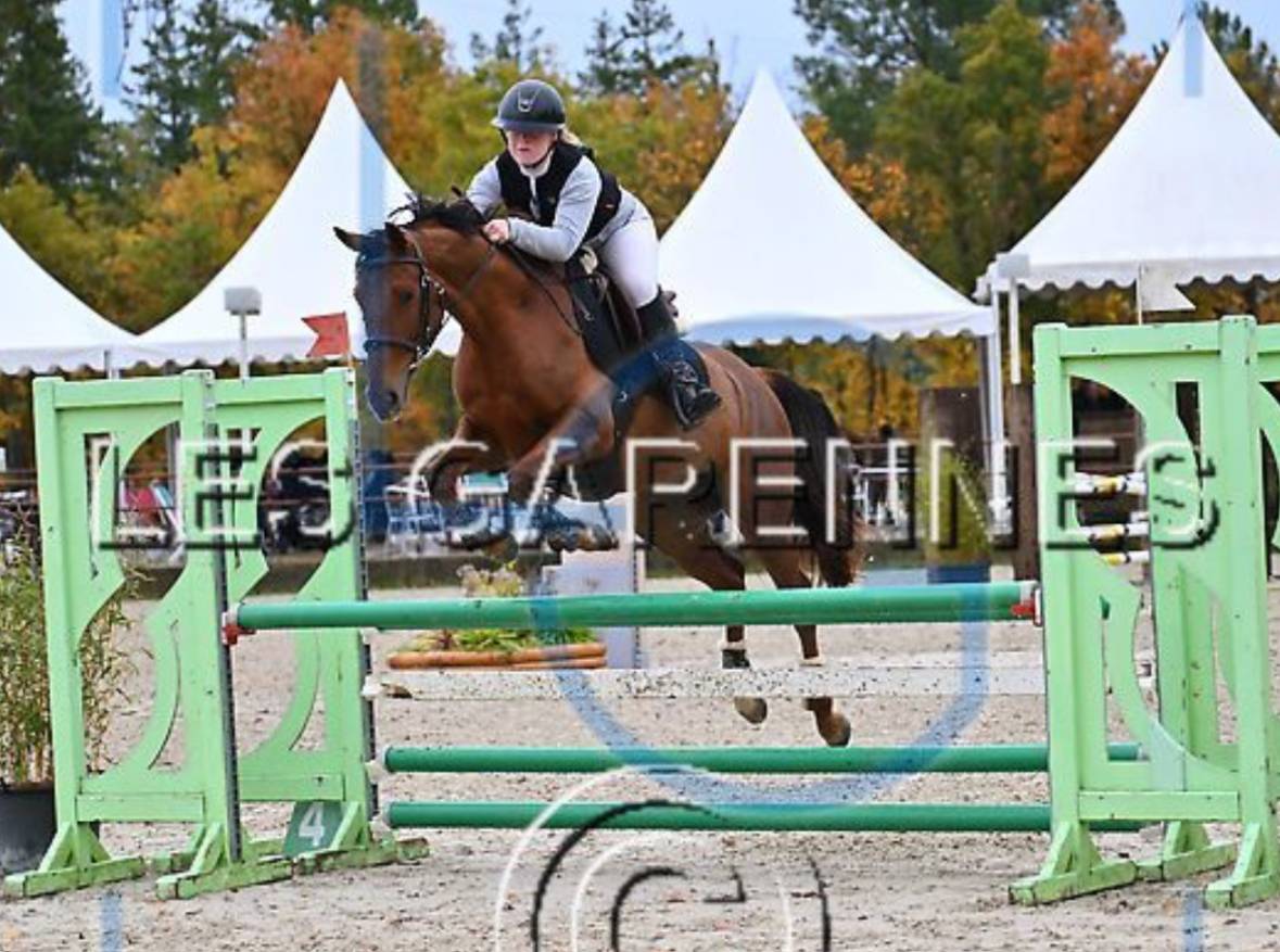 Merrie Anglo-Arabier Te koop 2020 Vos ,  Cyrano C