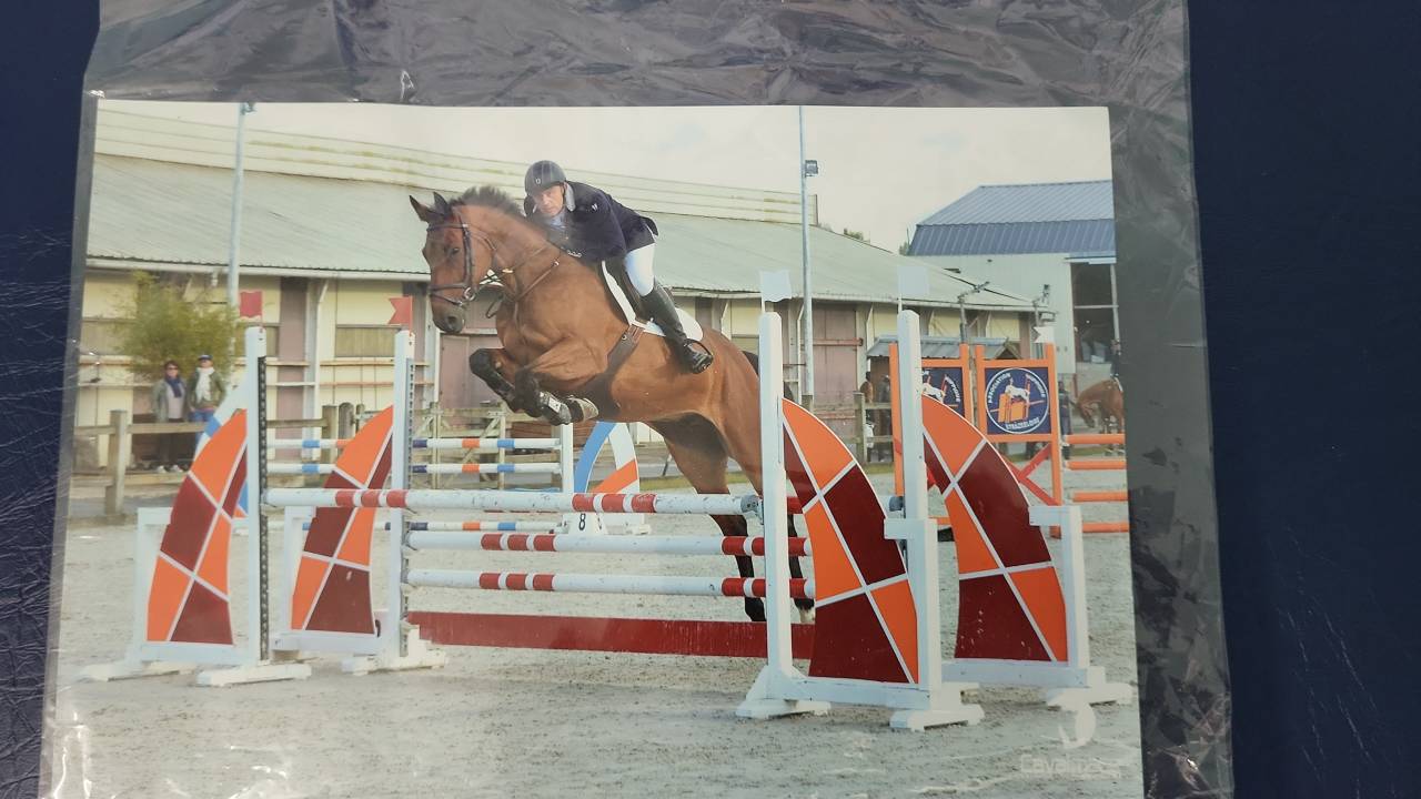 Ruin Selle Français Te koop 2010 Donker bruin / bai ,  DIAMANT DE SEMILLY