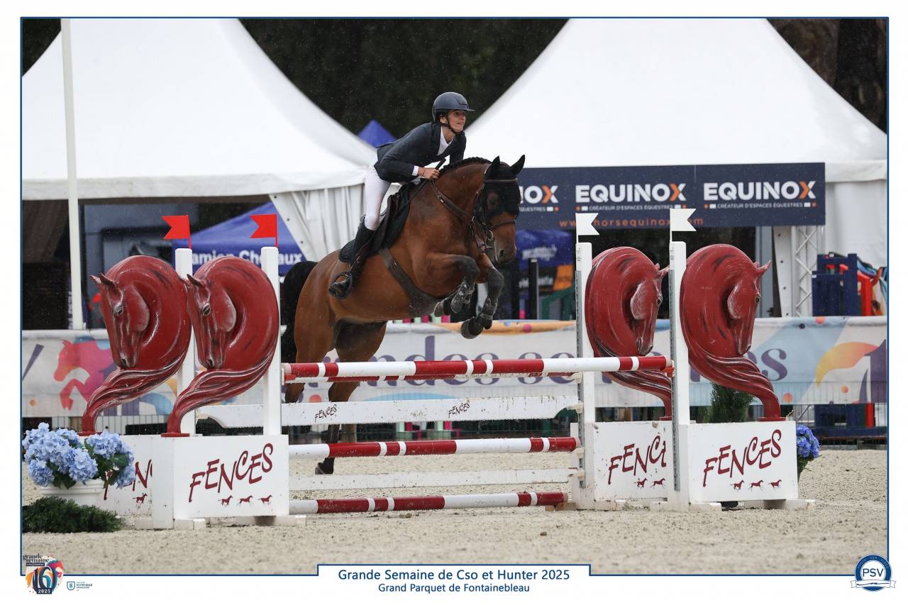 Ruin Selle Français Te koop 2019 Donker bruin / bai ,  Javollo