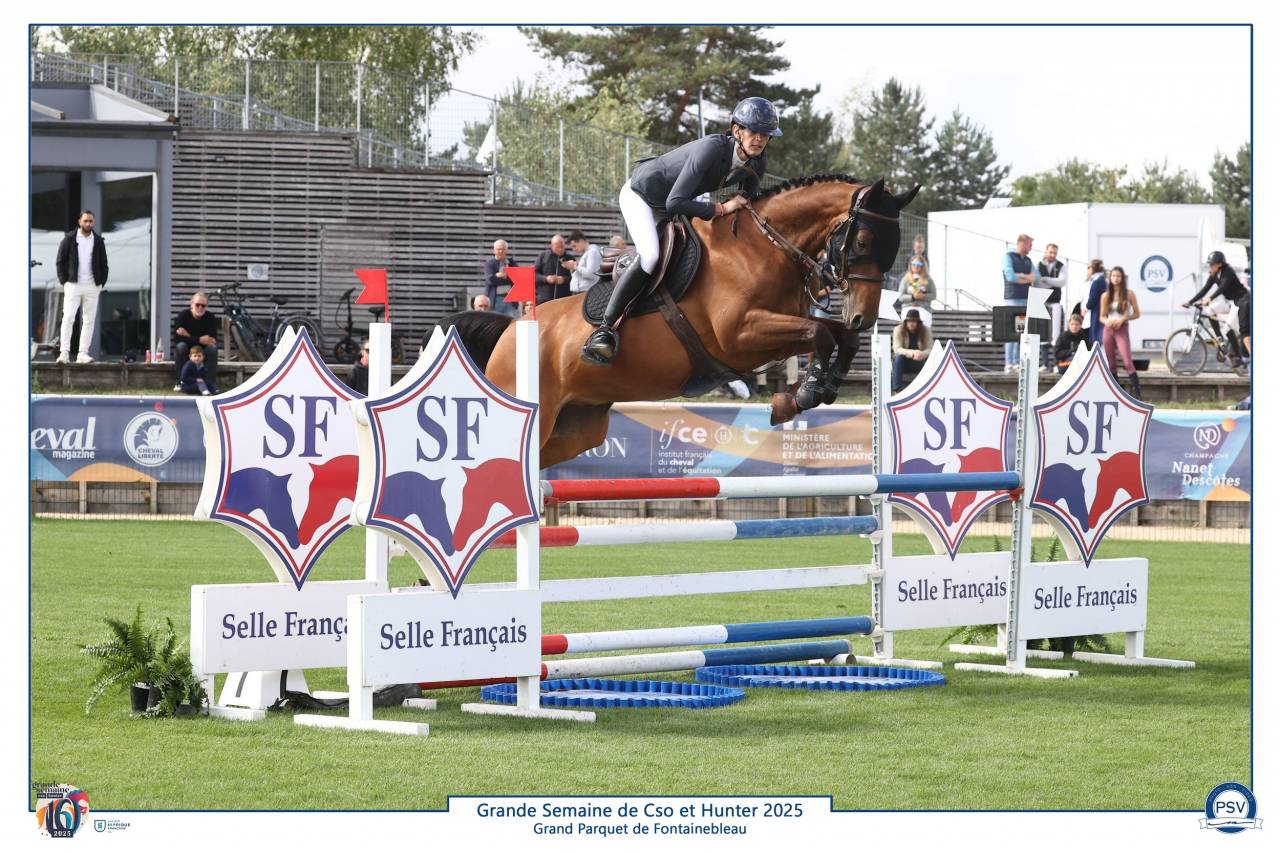 Ruin Selle Français Te koop 2019 Donker bruin / bai ,  Javollo