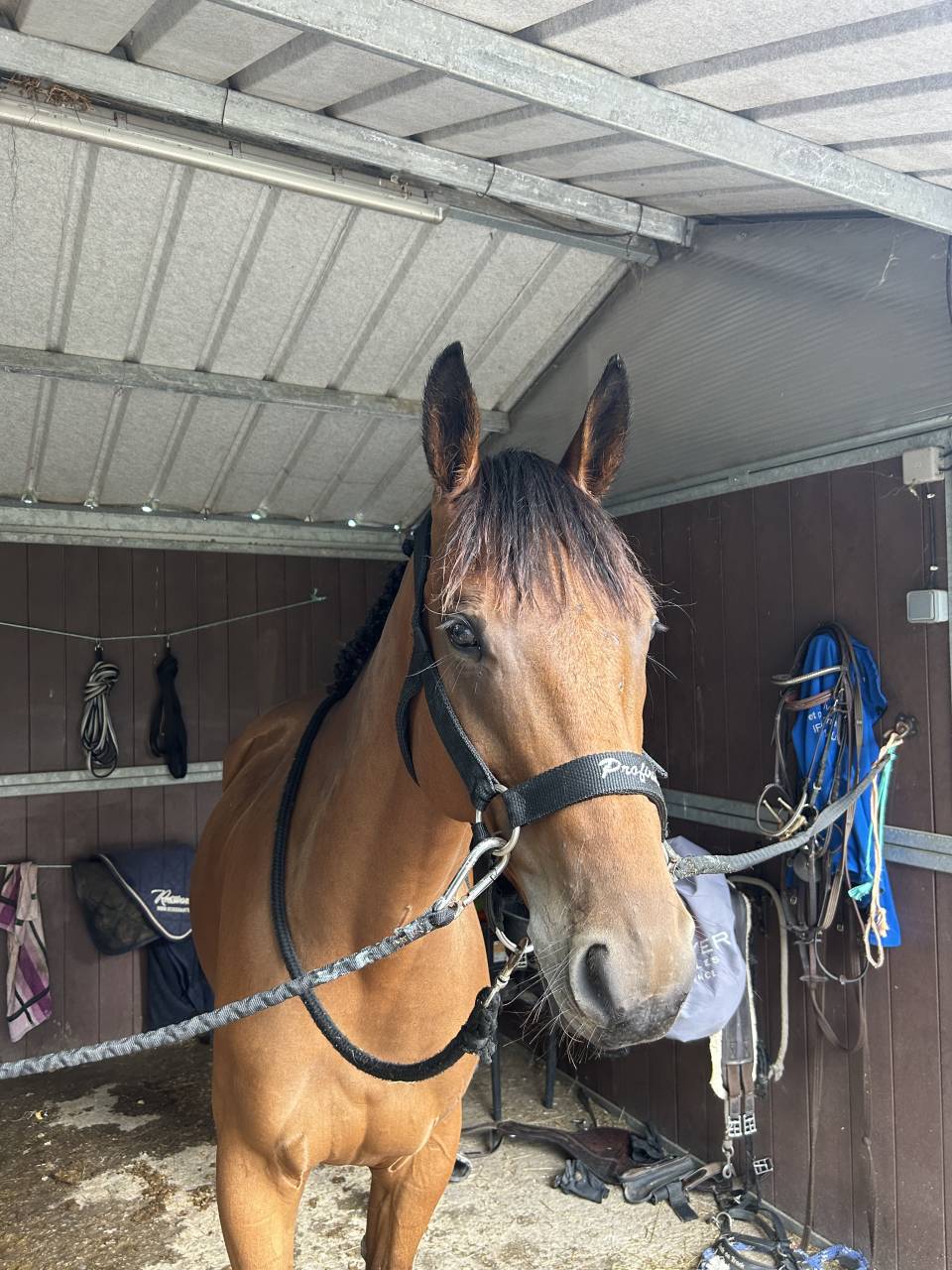 Ruin Selle Français Te koop 2019 Donker bruin / bai ,  Javollo