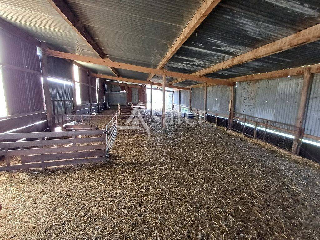 Schapen exploitatie Koop Haute-Vienne