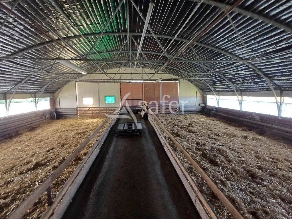 Schapen exploitatie Koop Haute-Vienne