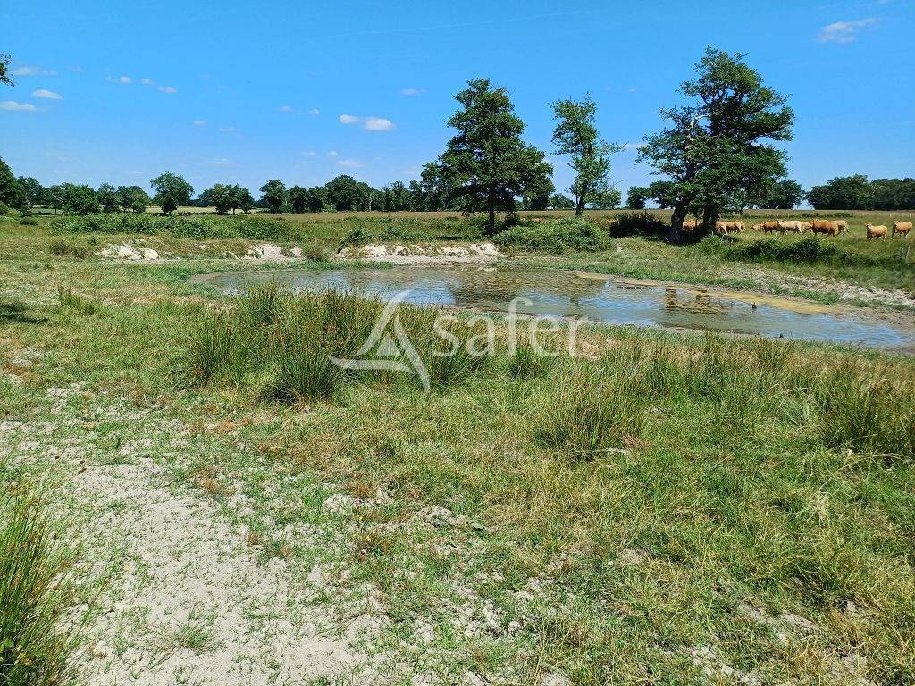 Schapen exploitatie Koop Haute-Vienne