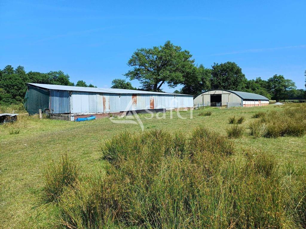 Schapen exploitatie Koop Haute-Vienne