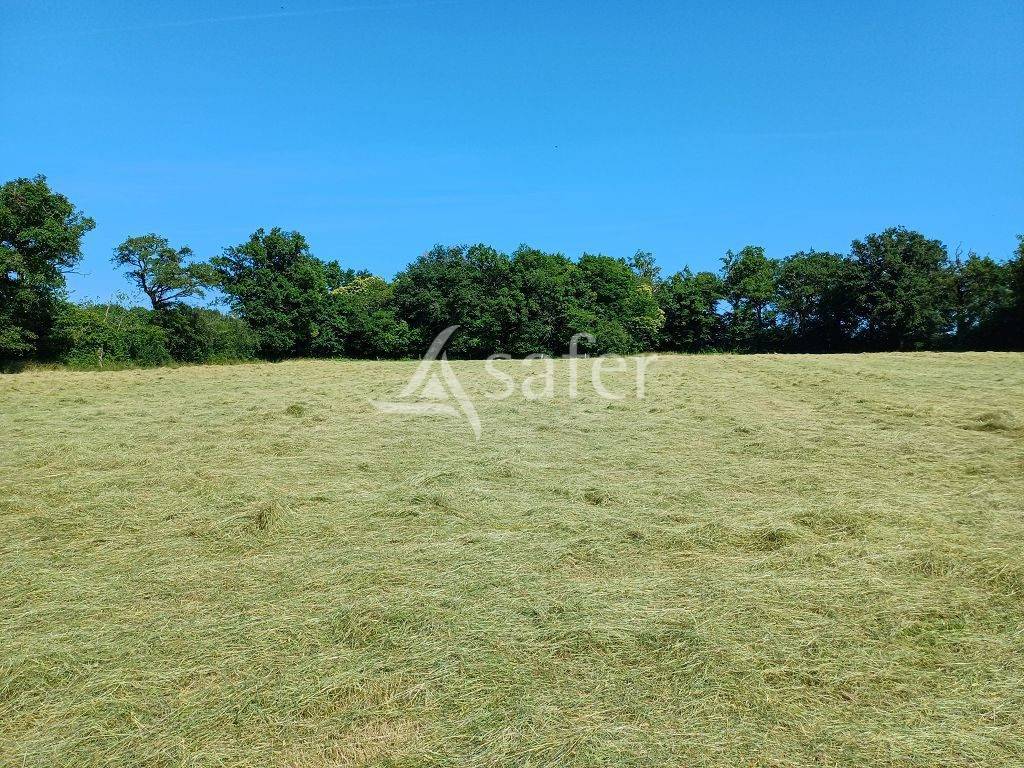 Schapen exploitatie Koop Haute-Vienne