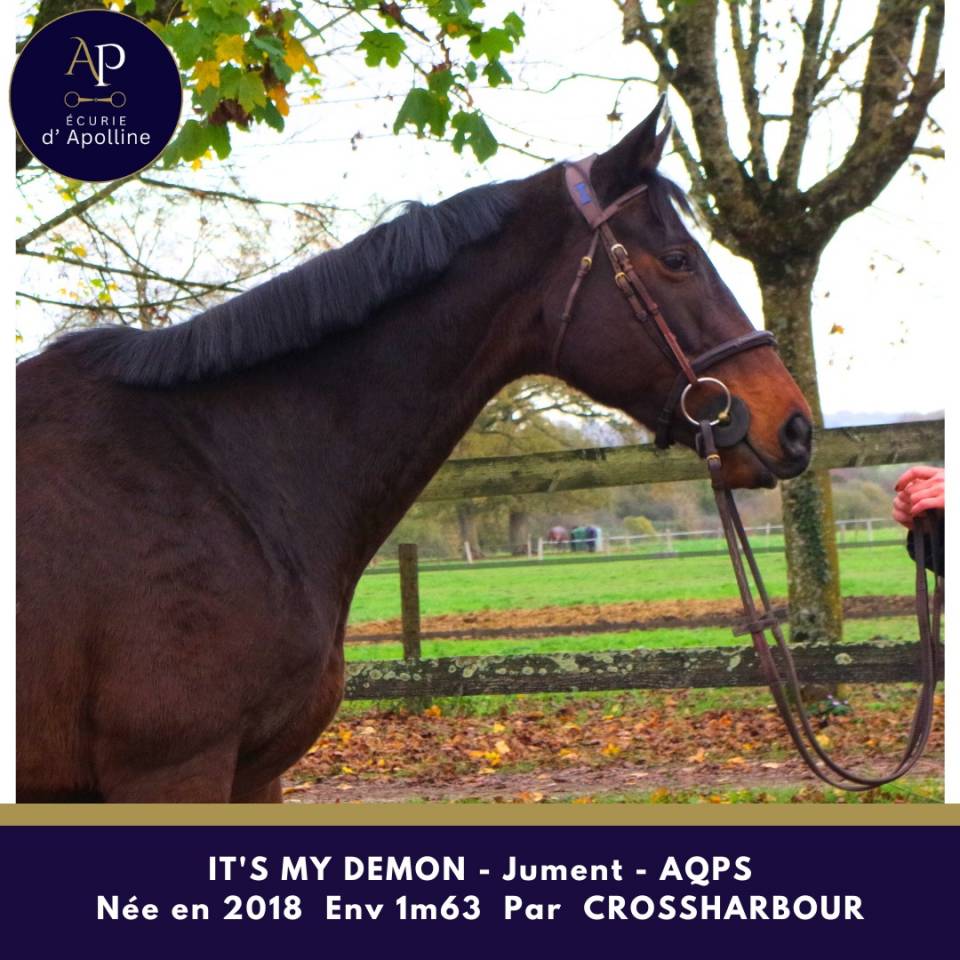 Merrie Autre Que Pur-Sang (Geen volbloed) Te koop 2018 Donker bruin / bai