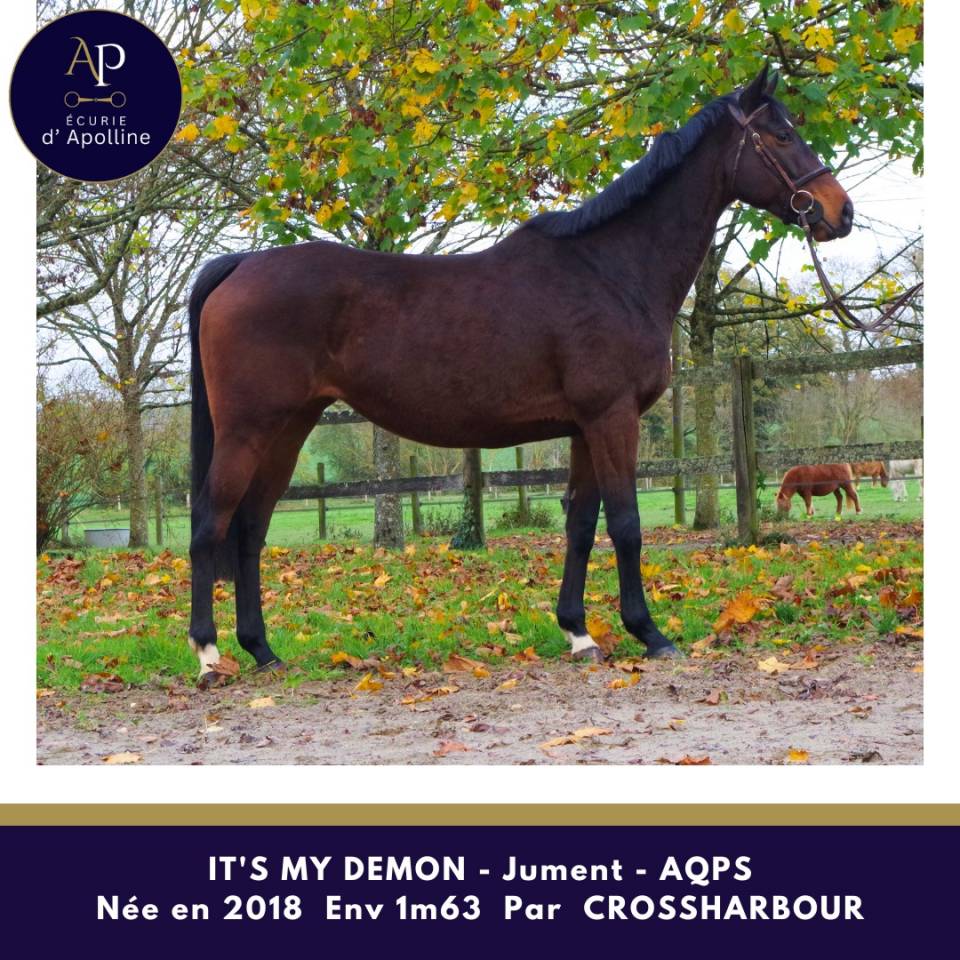 Merrie Autre Que Pur-Sang (Geen volbloed) Te koop 2018 Donker bruin / bai