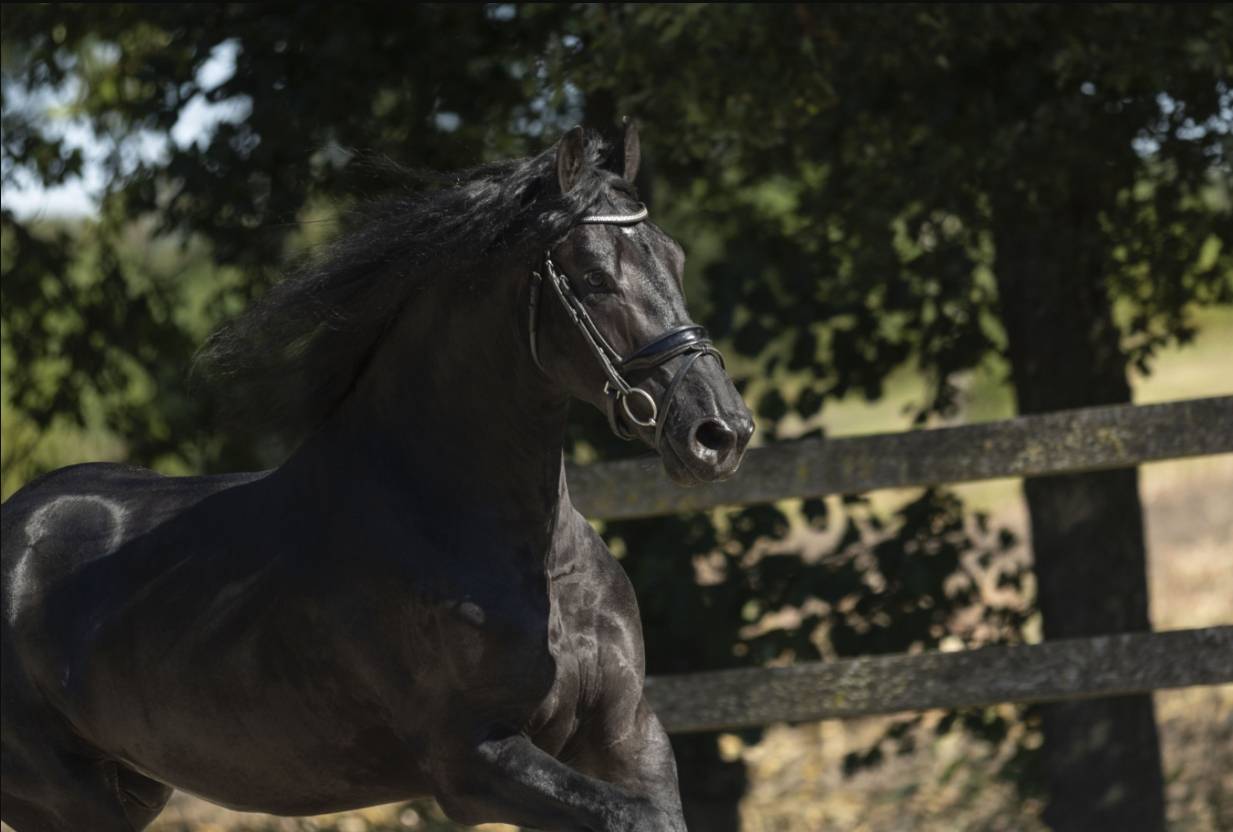 Dekhengst Fries Te koop 2022 Zwart ,  Jouwe