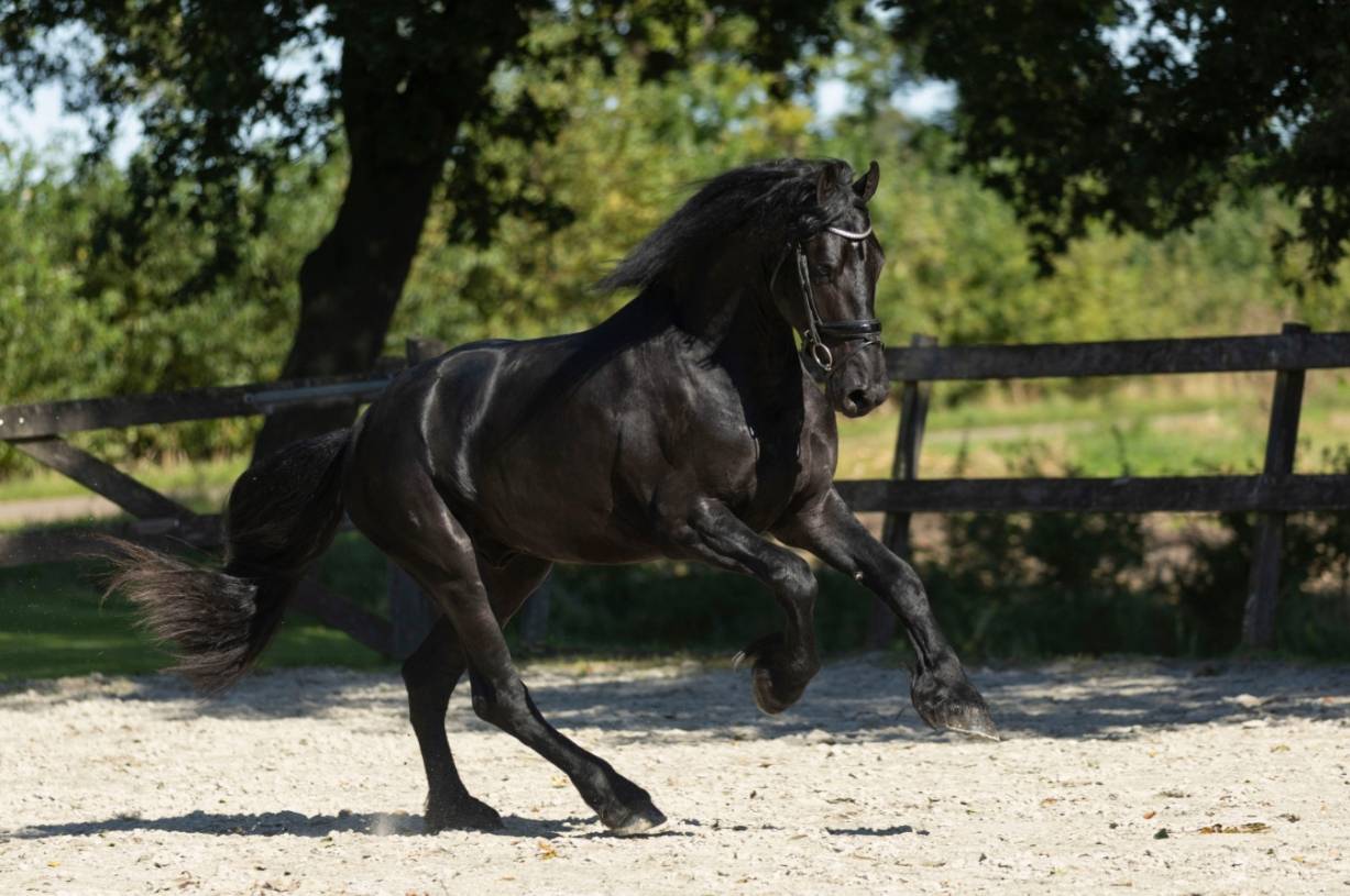 Dekhengst Fries Te koop 2022 Zwart ,  Jouwe